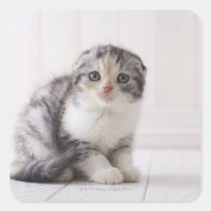 Japan 5 square sticker