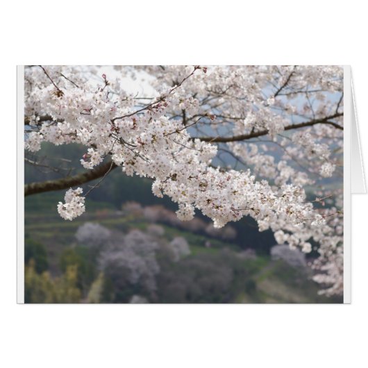 Japan Kumamoto Cherry Blossom Cards (Front Horizontal)
