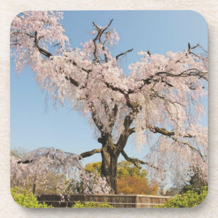 Japan, Kyoto. Weeping cherry tree under blue sky Beverage Coaster