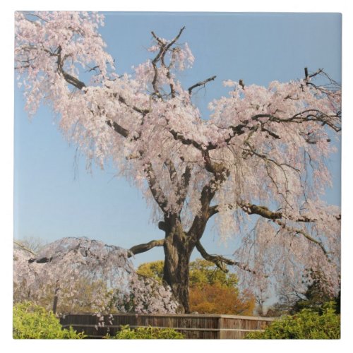 Japan Kyoto Weeping cherry tree under blue sky Ceramic Tile