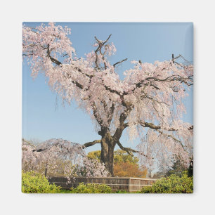 Japan, Kyoto. Weeping cherry tree under blue sky Magnet