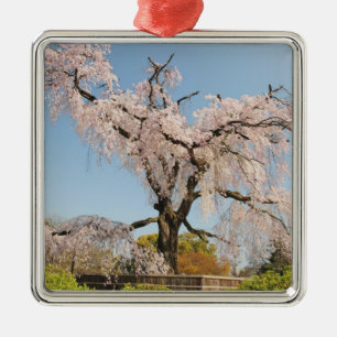 Japan, Kyoto. Weeping cherry tree under blue sky Metal Ornament