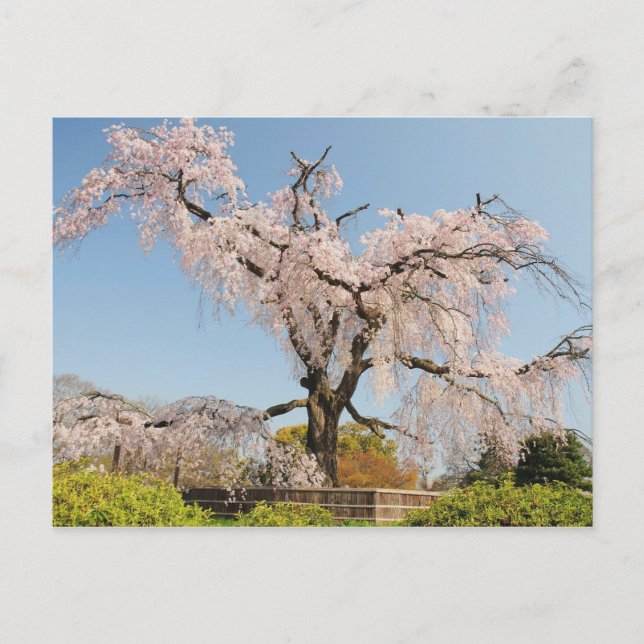 Japan, Kyoto. Weeping cherry tree under blue sky Postcard (Front)