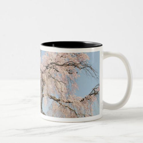 Japan Kyoto Weeping cherry tree under blue sky Two_Tone Coffee Mug