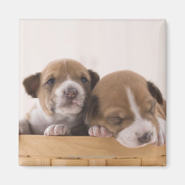 Japan Magnet (Front)