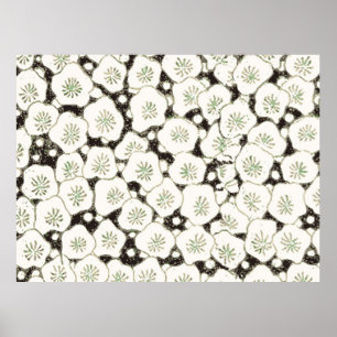 Japan White Flower floral garden Poster