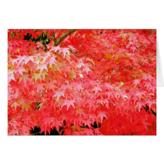 Japanes Red Maple