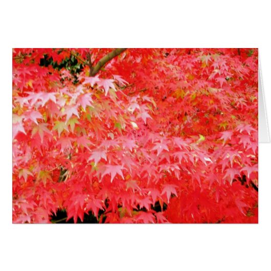 Japanes Red Maple Cards (Front Horizontal)