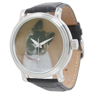 Japanese/American cute pinto puppy akita watch