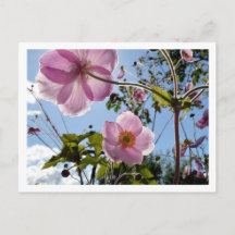 Japanese Anemone