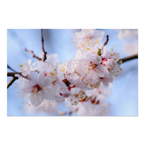 Japanese Apricot Blossom Photo Print