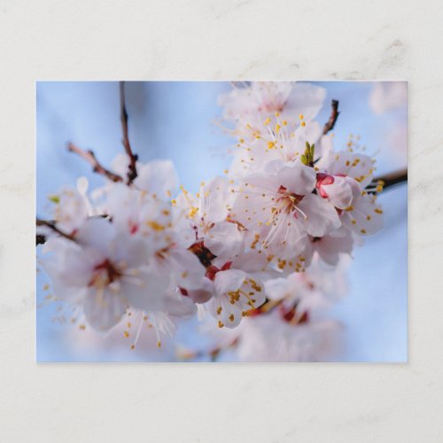 Japanese Apricot Blossom Postcard