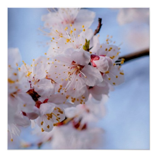 Japanese Apricot Blossom Poster