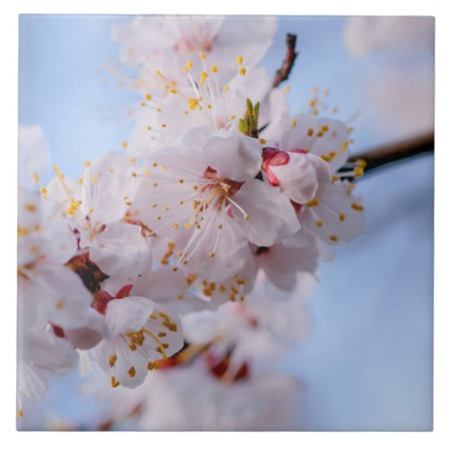 Japanese Apricot Blossom Tile