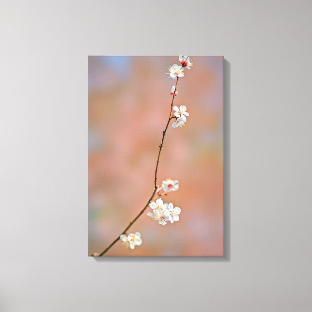 Japanese Apricot blossoms Canvas Print (Front)