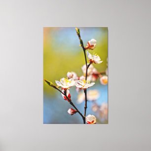 Japanese Apricot Blossoms Canvas Print
