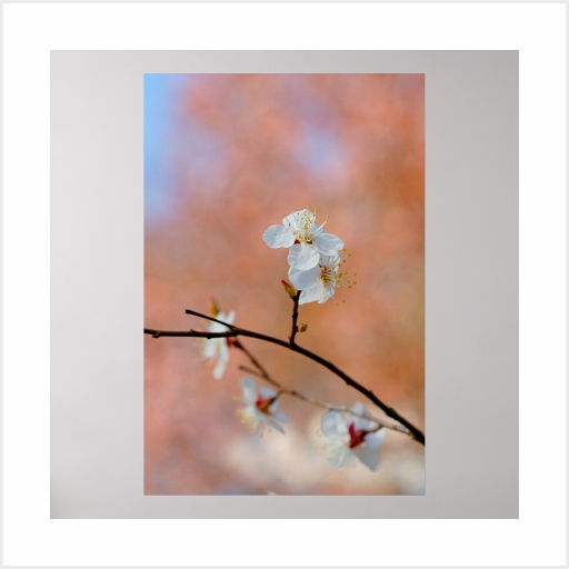 Japanese Apricot Blossoms Posters And Wall Art