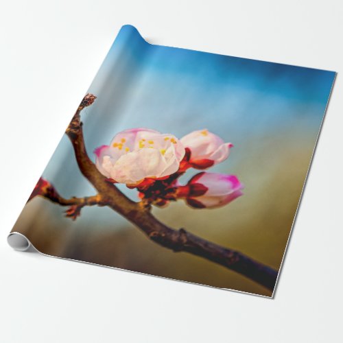 Japanese Apricot Flowers And Blue Sky Wrapping Paper