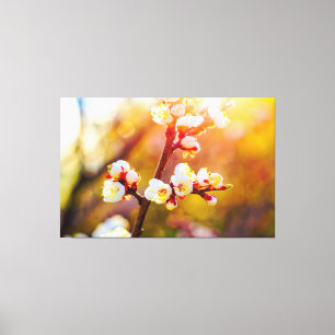 Japanese Apricot Flowers At Hot Orange Sunset Canvas Print