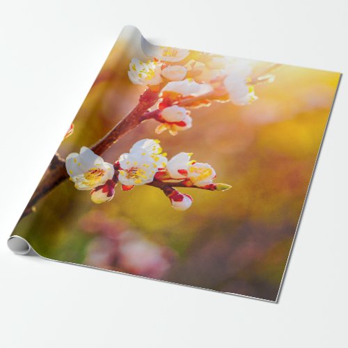 Japanese Apricot Flowers At Orange Sunset Wrapping Paper