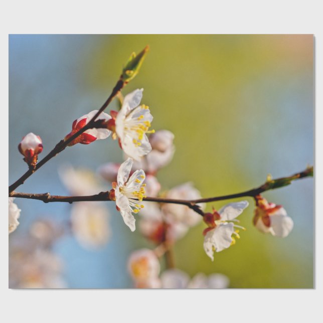 Japanese Apricot Flowers Wrapping Paper (Flat)