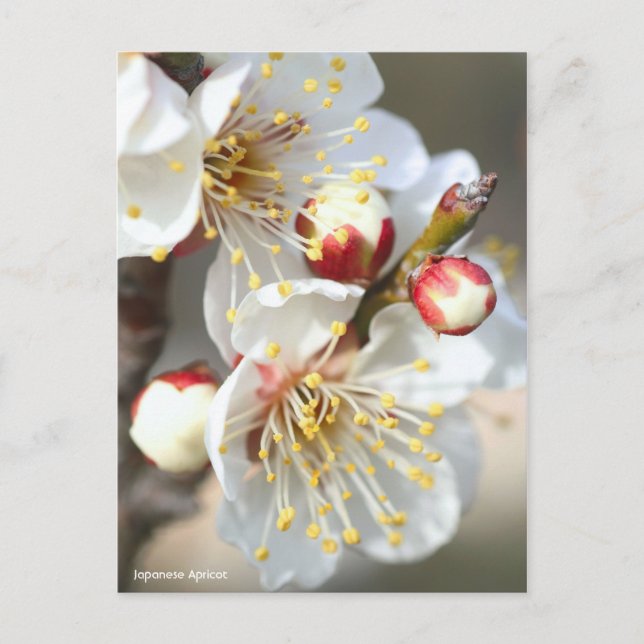 Japanese Apricot Postcard (Front)