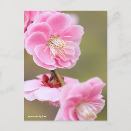 Japanese Apricot Postcard