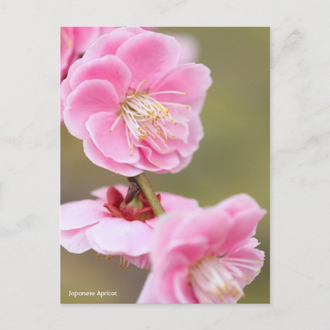 Japanese Apricot Postcard (Front)
