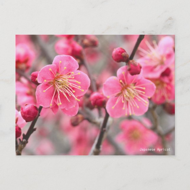 Japanese Apricot Postcard (Front)