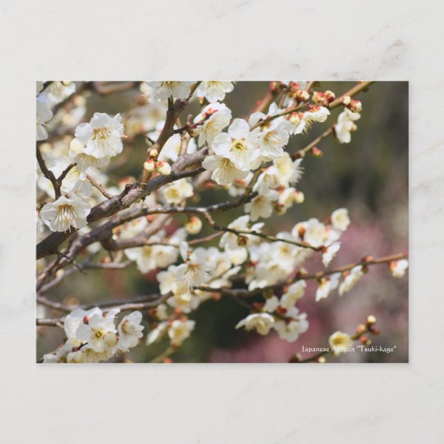 Japanese Apricot "Tsuki-kage"  Postcard (Front)
