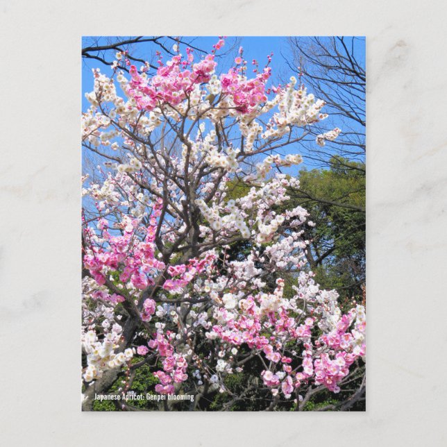 Japanese Apricot (Ume: Genpei blooming)  Postcard (Front)