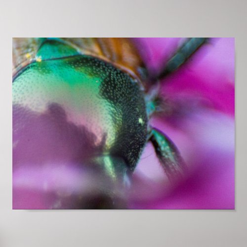 Japanese Beetle amidst a cone flower Poster