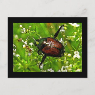 Japanese Beetle Insect Postcard