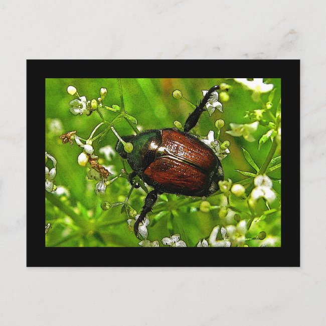 Japanese Beetle Insect Postcard