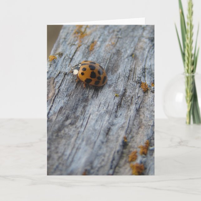 Japanese Beetle on Fence Card (Front)