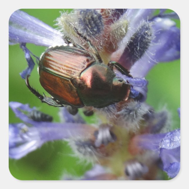 Japanese Beetle on Purple Arrowhead flower Square Sticker (Front)
