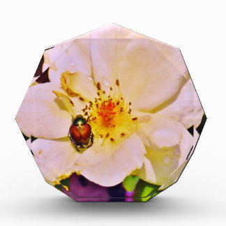 Japanese Beetle on White  Rose Award