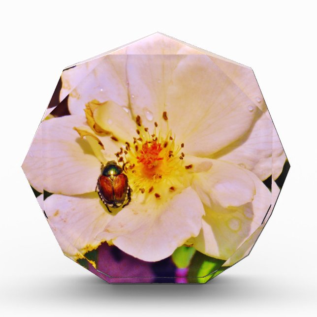 Japanese Beetle on White  Rose Award (Front)