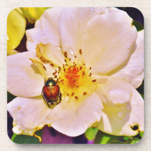Japanese Beetle on White Rose Beverage Coaster