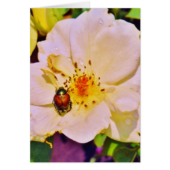 Japanese Beetle on White  Rose Cards (Front)