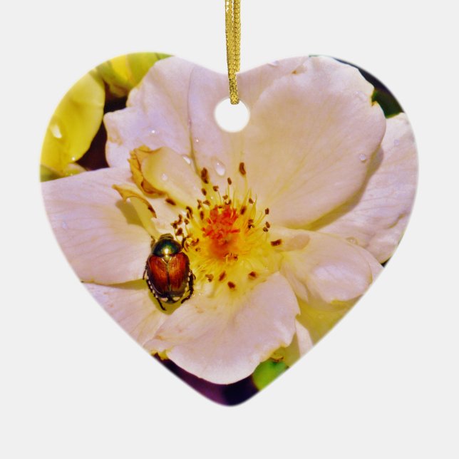 Japanese Beetle on White  Rose Ceramic Ornament (Front)