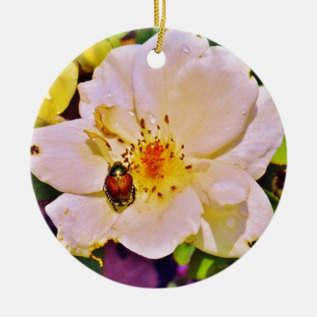 Japanese Beetle on White  Rose Ceramic Ornament (Front)