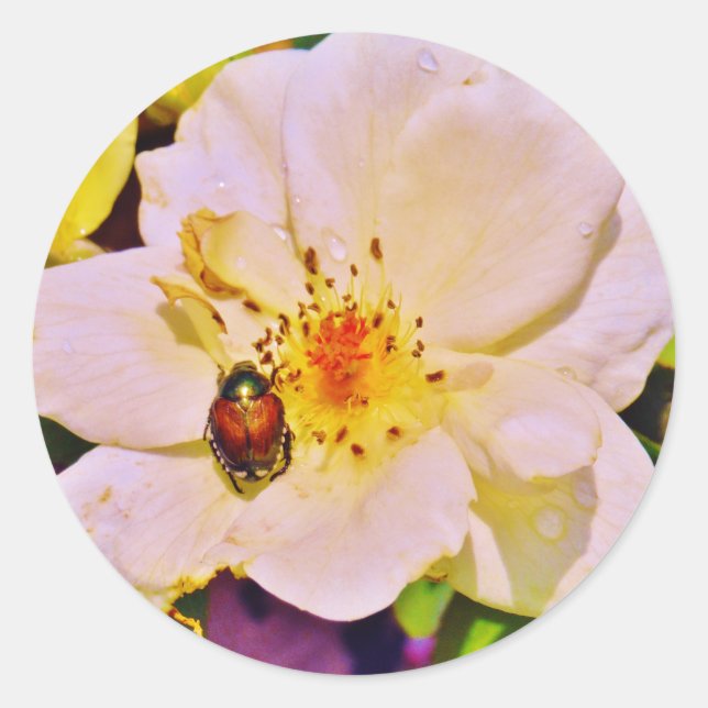 Japanese Beetle on White  Rose Classic Round Sticker (Front)