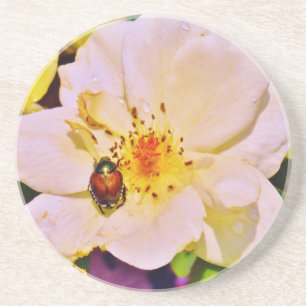 Japanese Beetle on White Rose Coaster