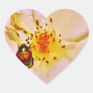 Japanese Beetle on White Rose Heart Sticker