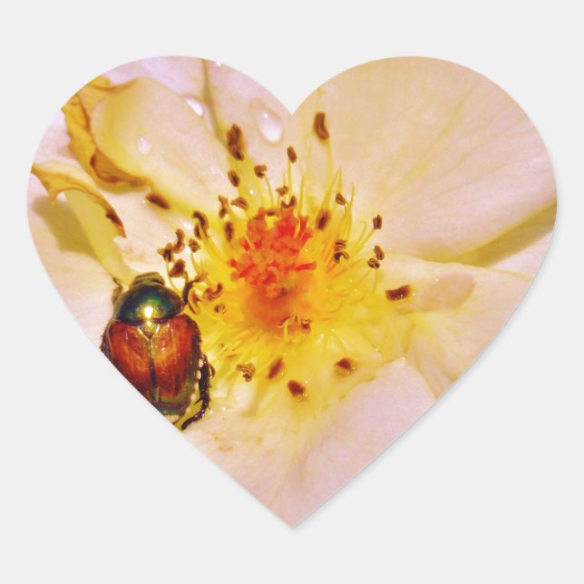 Japanese Beetle on White  Rose Heart Sticker (Front)