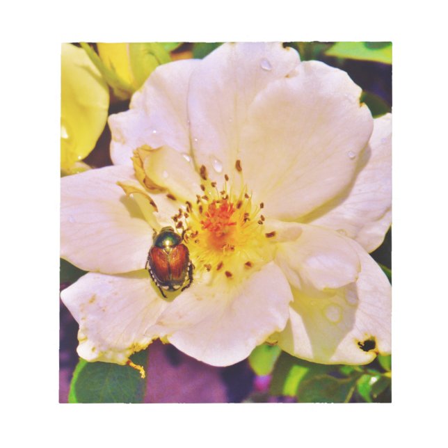 Japanese Beetle on White  Rose Notepad (Front)