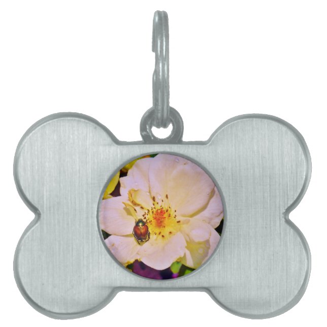 Japanese Beetle on White  Rose Pet Name Tag (Front)