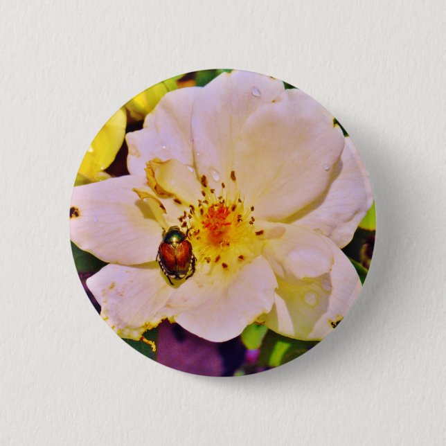 Japanese Beetle on White  Rose Pinback Button (Front)