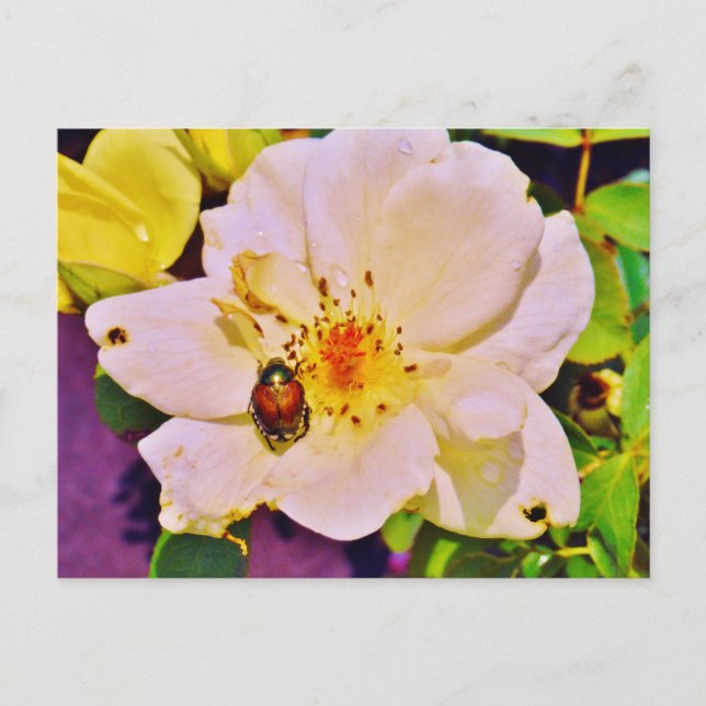 Japanese Beetle on White  Rose Postcard (Front)